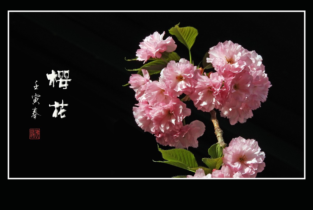 花团锦簇的樱花