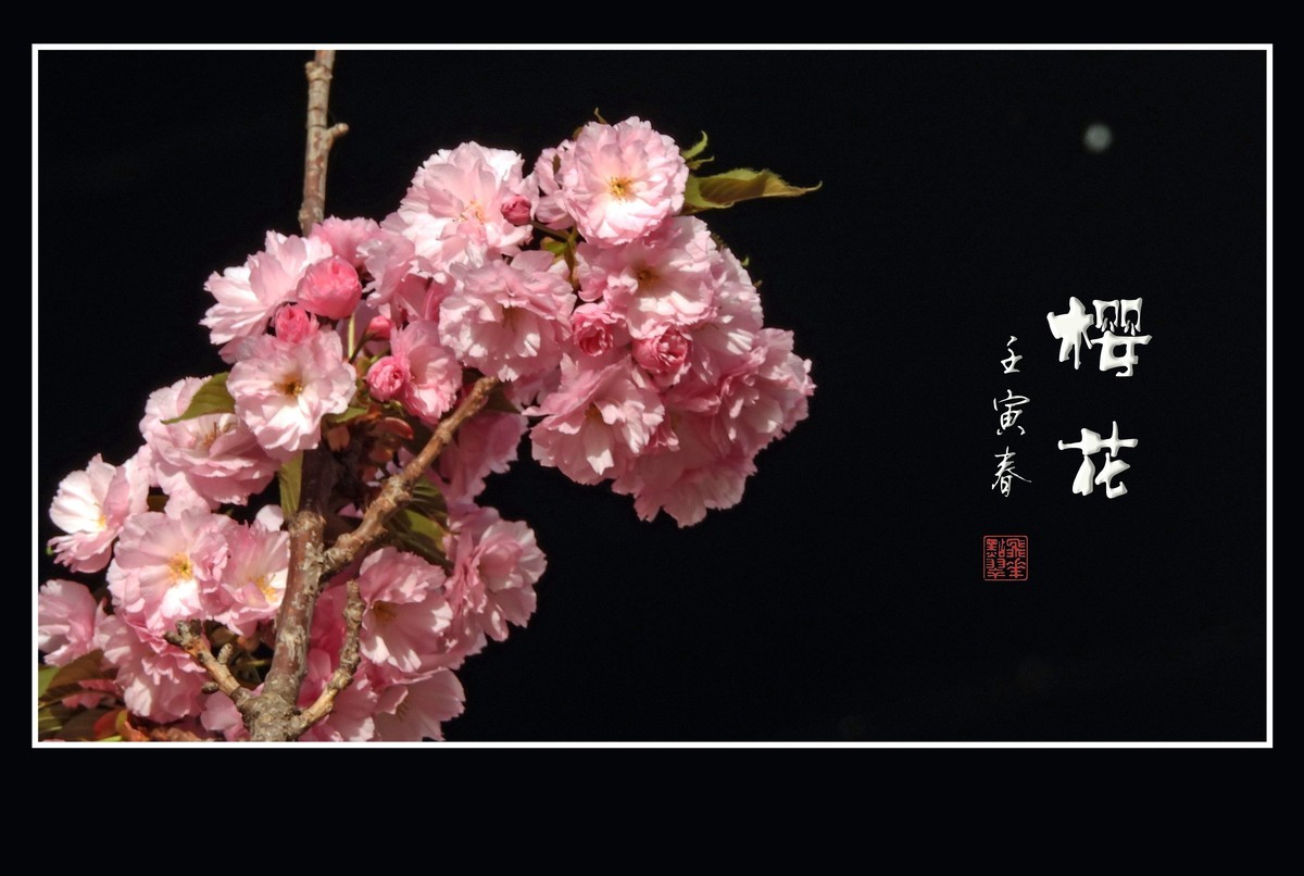 花团锦簇的樱花