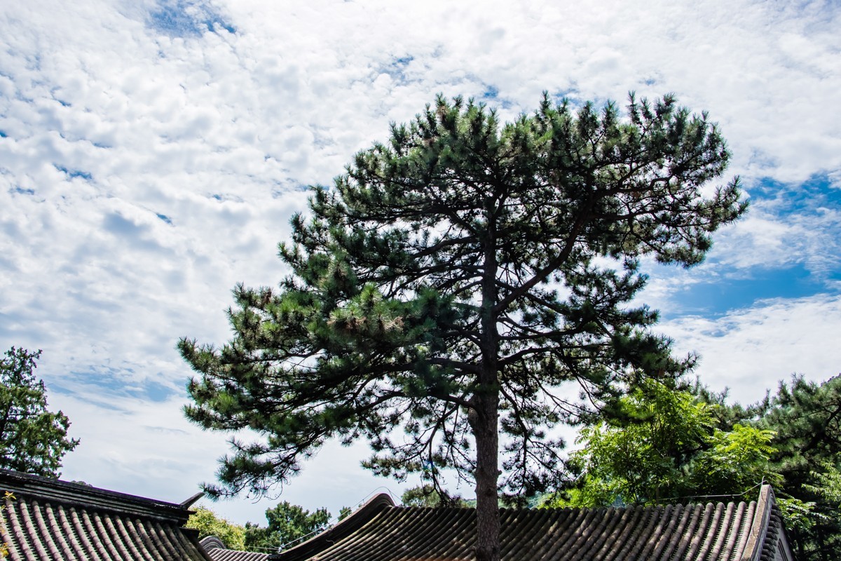 【镜头里】第1367号：北京·香山公园夏日美景（十二）