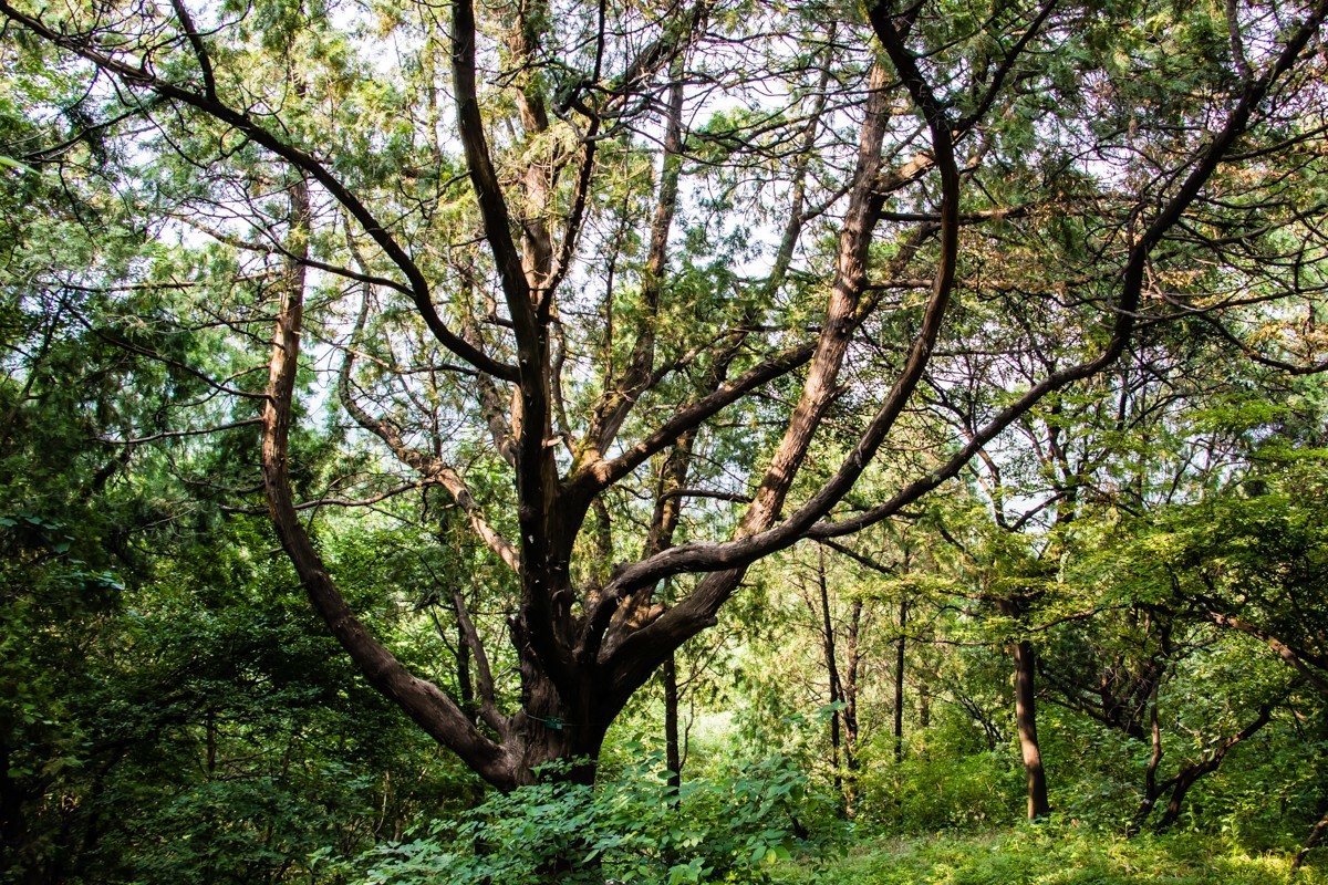 【镜头里】第1367号：北京·香山公园夏日美景（十二）