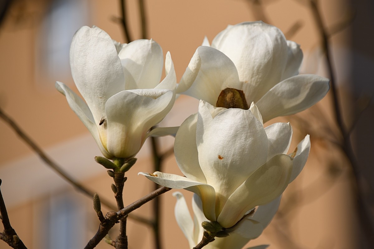 2023玉兰花（16）