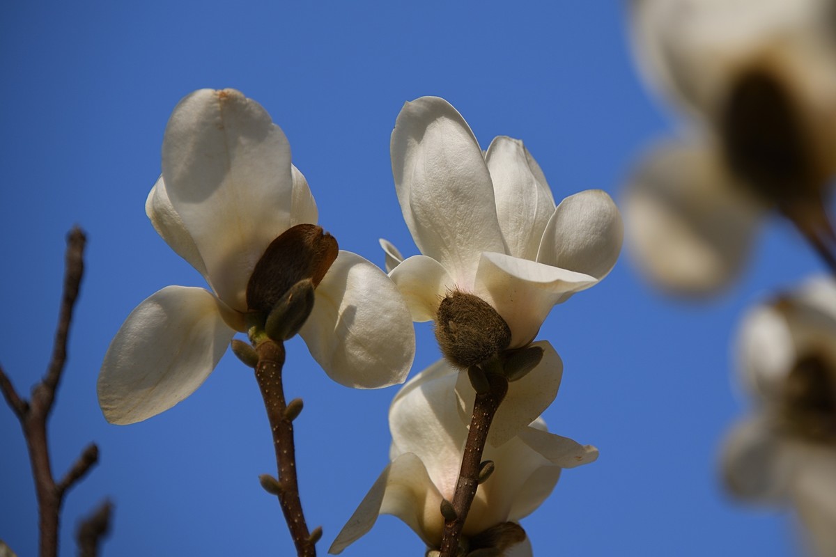 2023玉兰花（16）