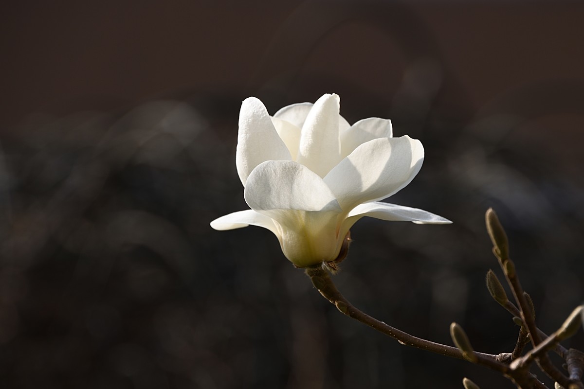 2023玉兰花（16）