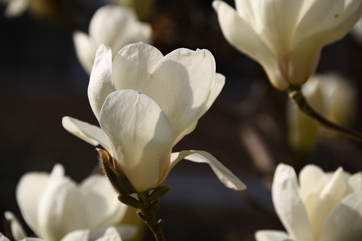 2023玉兰花（16）