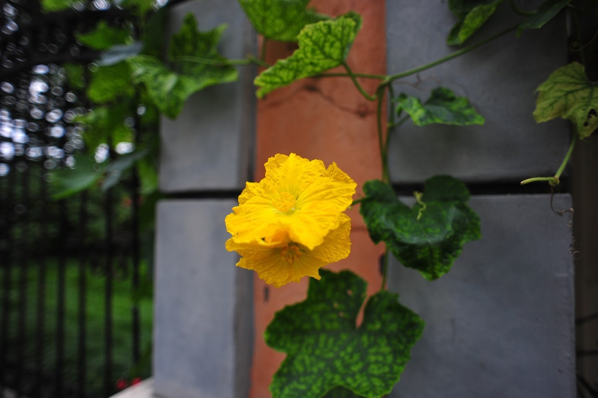 20230913晨拍-20mm定焦头