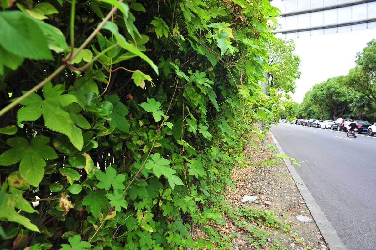 20230913晨拍-20mm定焦头