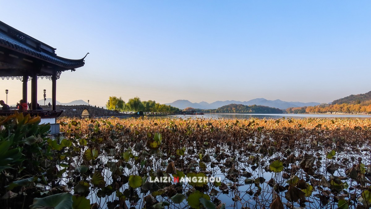 西湖秋色如约而至 (1)