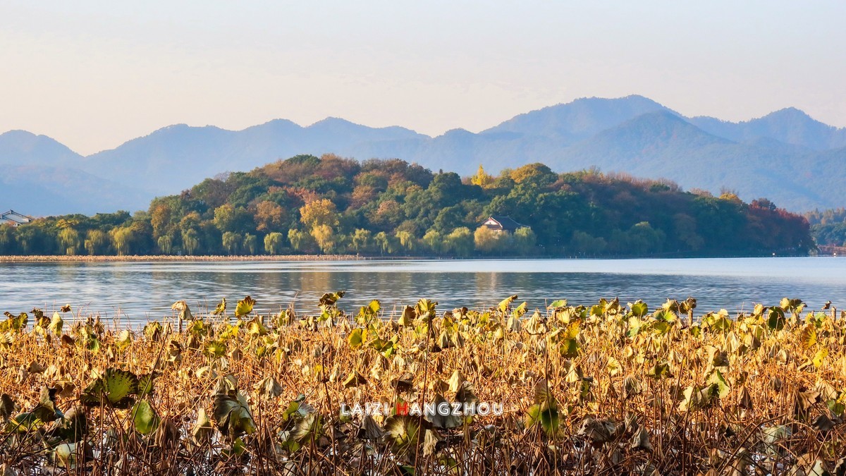 西湖秋色如约而至 (1)