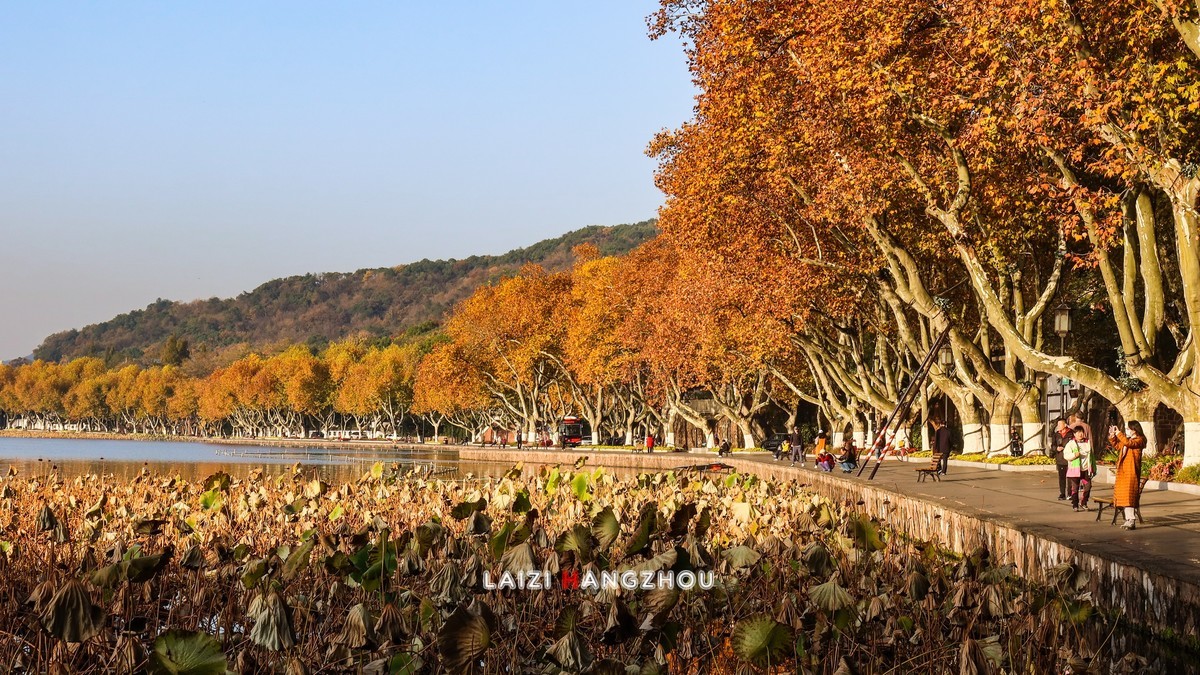 西湖秋色如约而至 (1)
