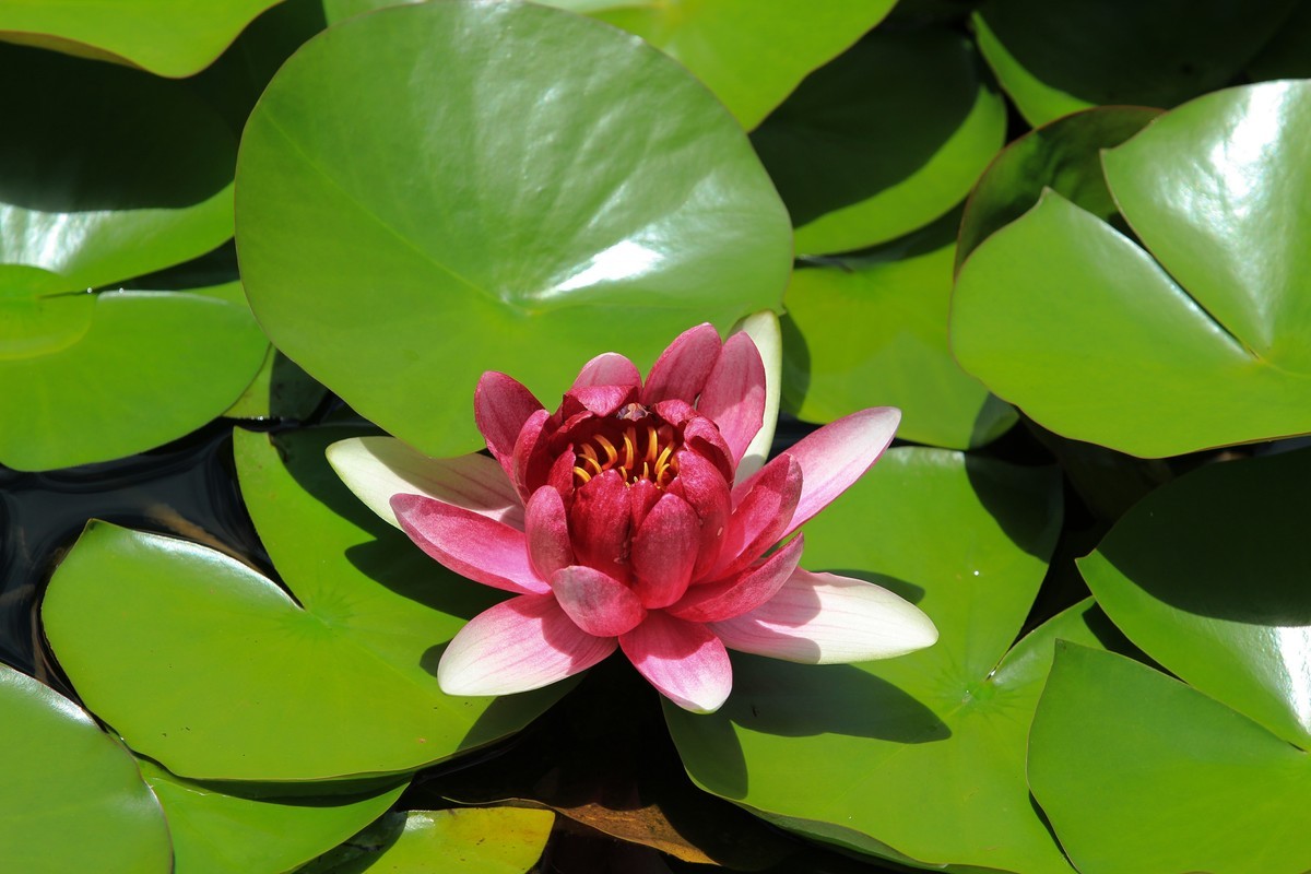 拍摄花卉一（308）