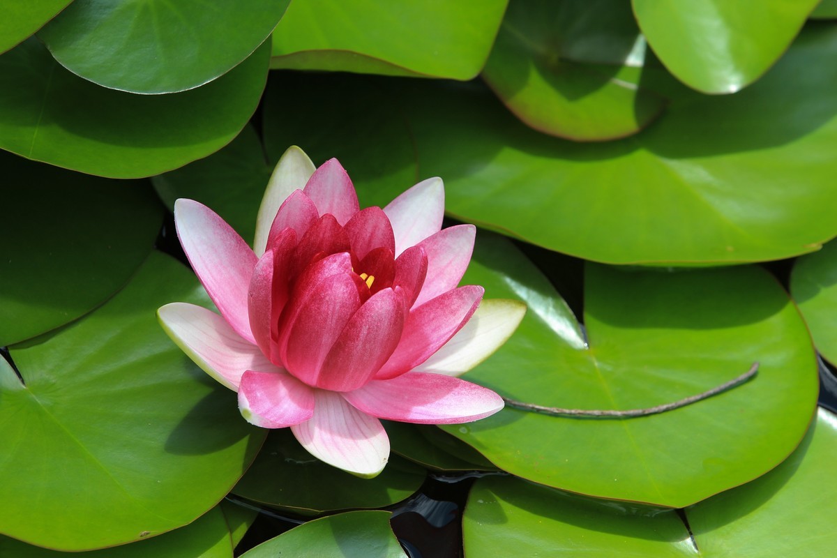 拍摄花卉一（308）