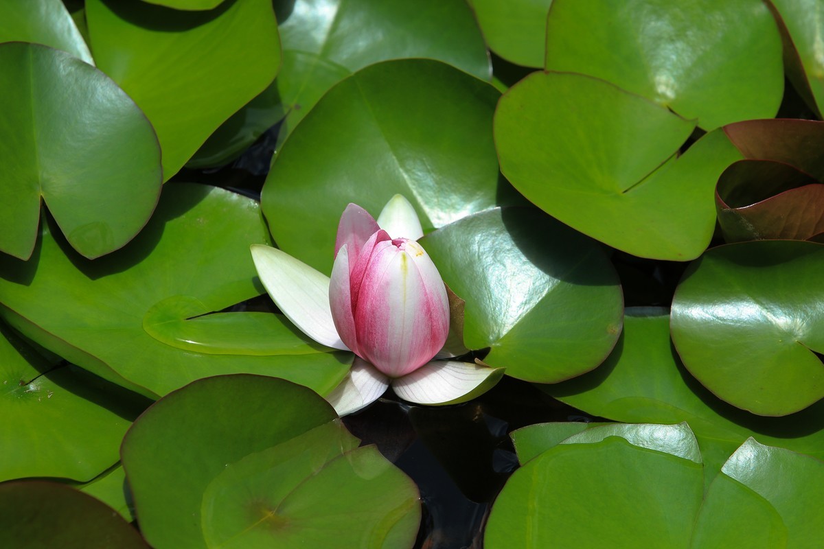 拍摄花卉一（308）