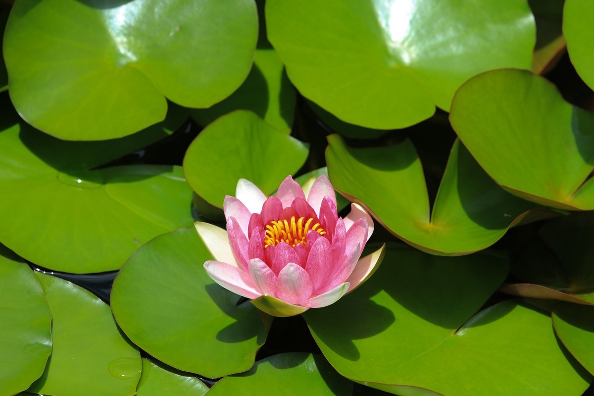 拍摄花卉一（308）