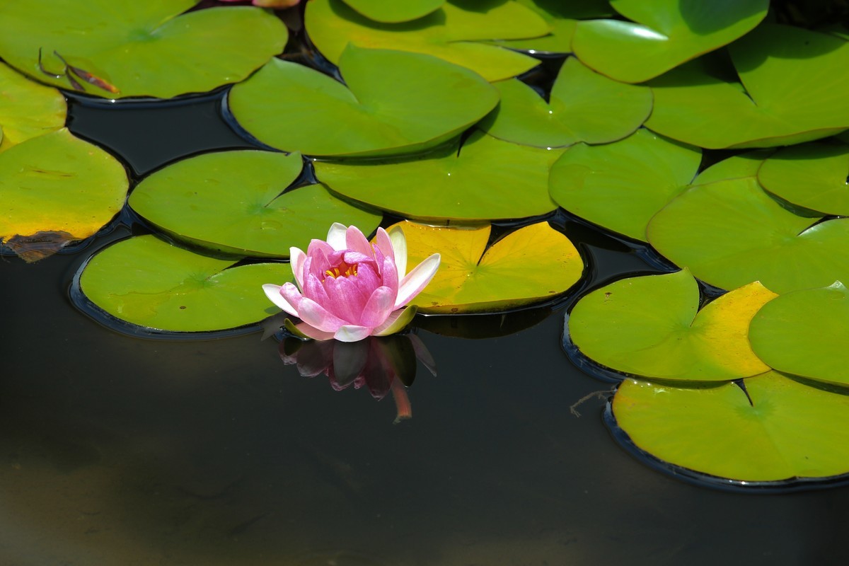 拍摄花卉一（308）