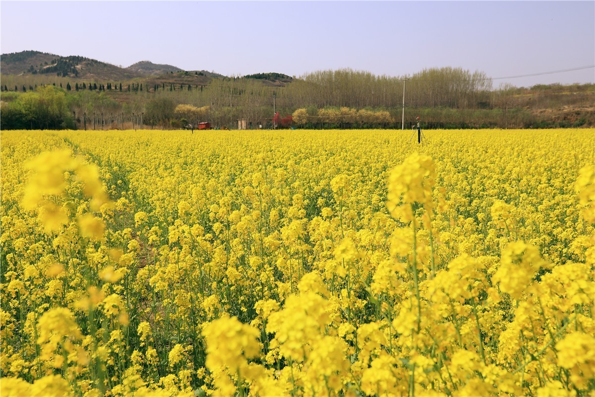 济南长清双泉镇油菜花基地