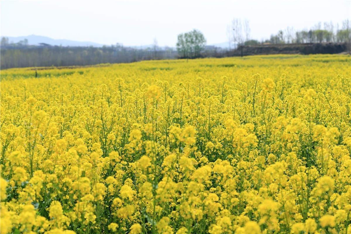 济南长清双泉镇油菜花基地