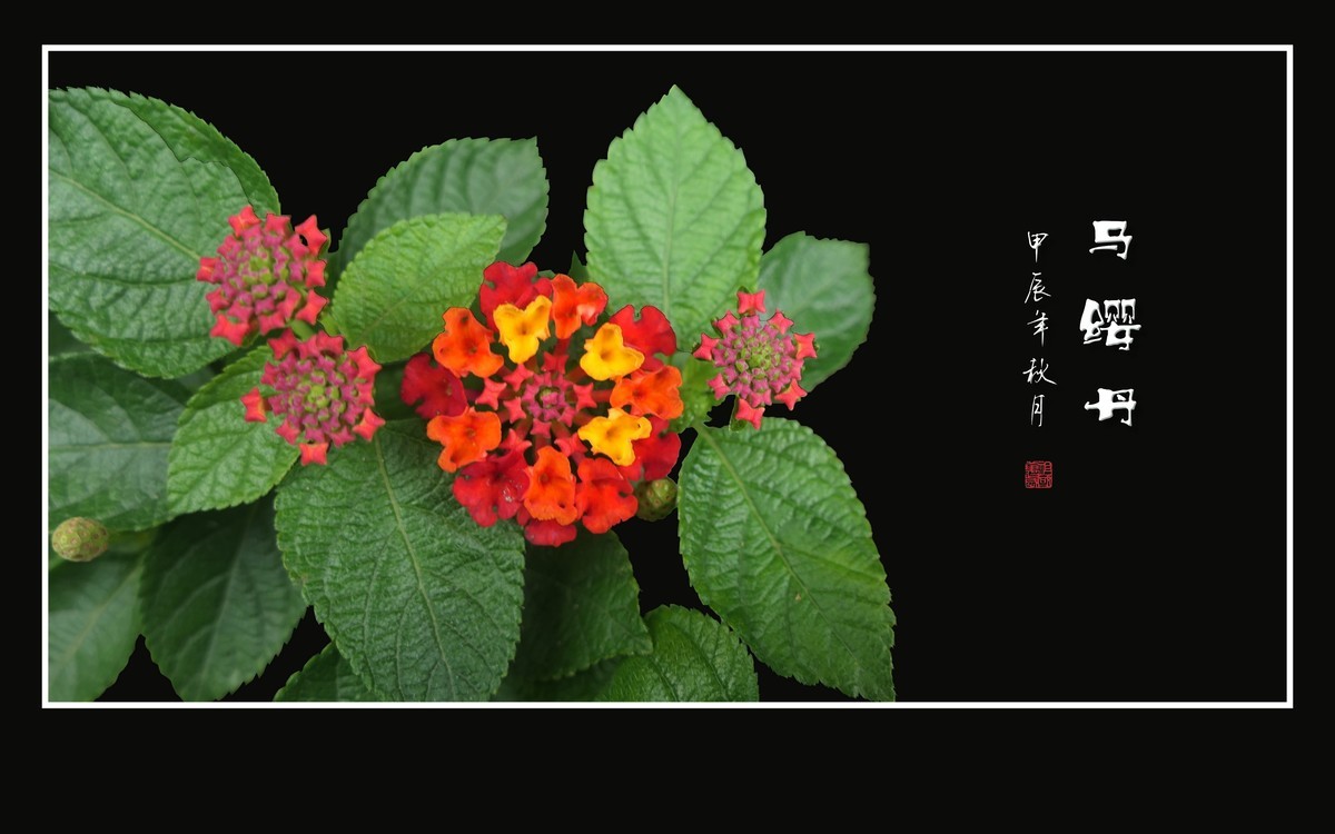 国旗红金星黄的马缨丹花