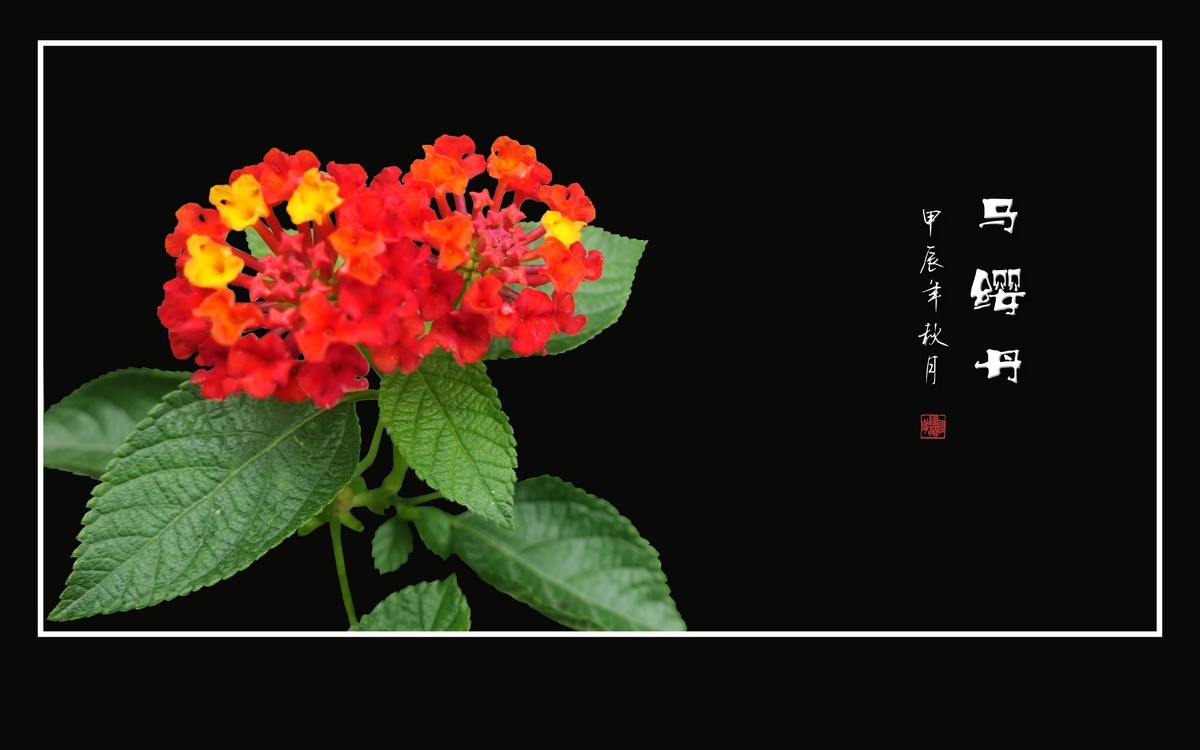 国旗红金星黄的马缨丹花