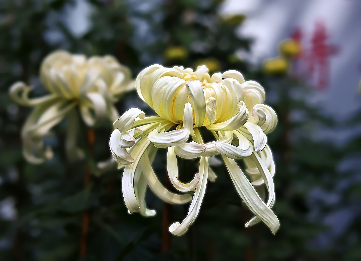 赏菊