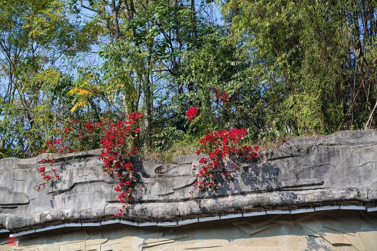这两天天气不错