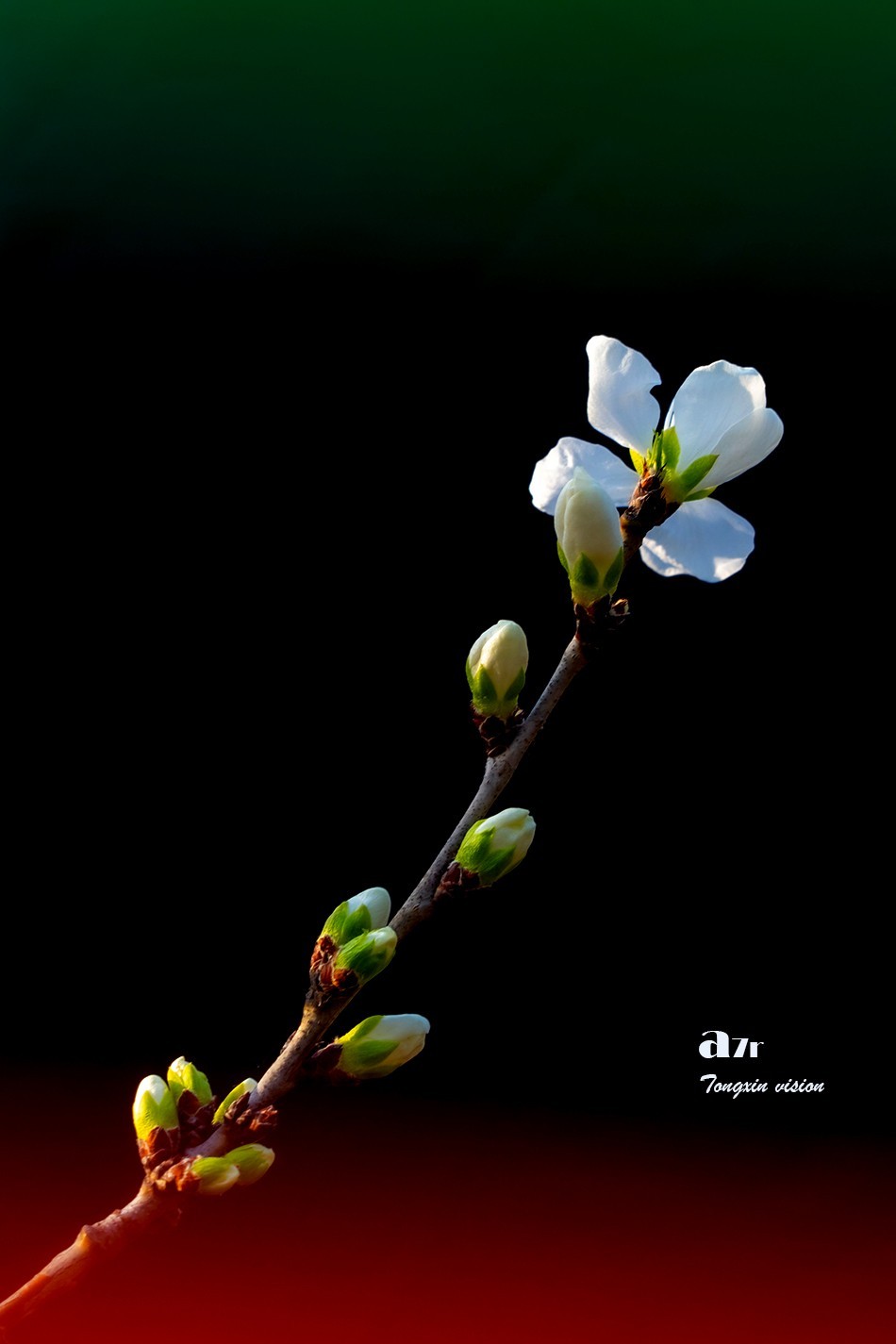 桃花笑迎春日归（9）