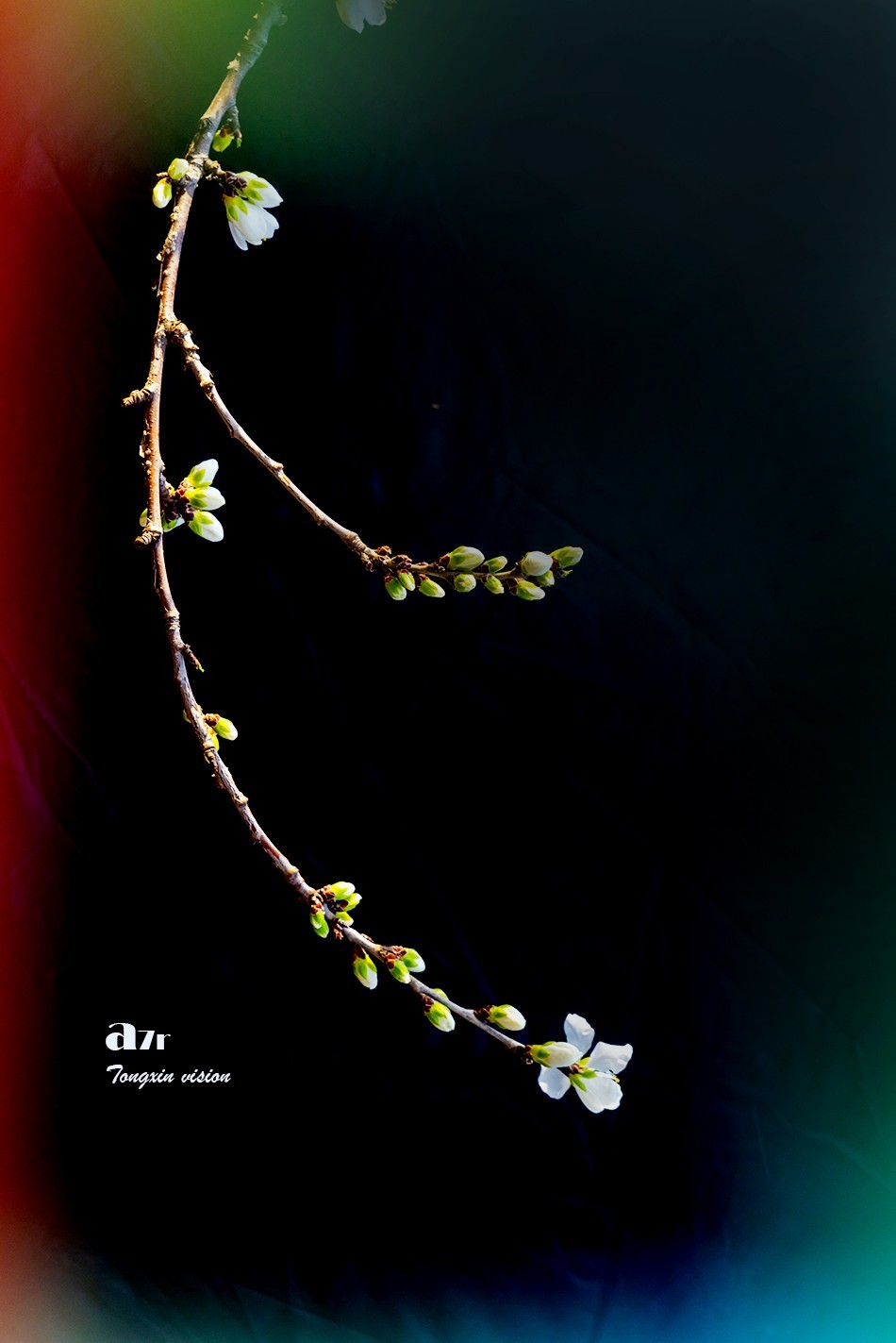 桃花笑迎春日归（9）