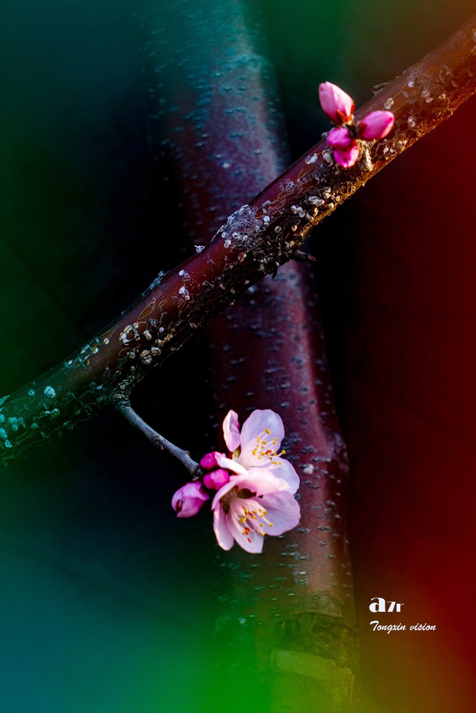 桃花笑迎春日归（9）