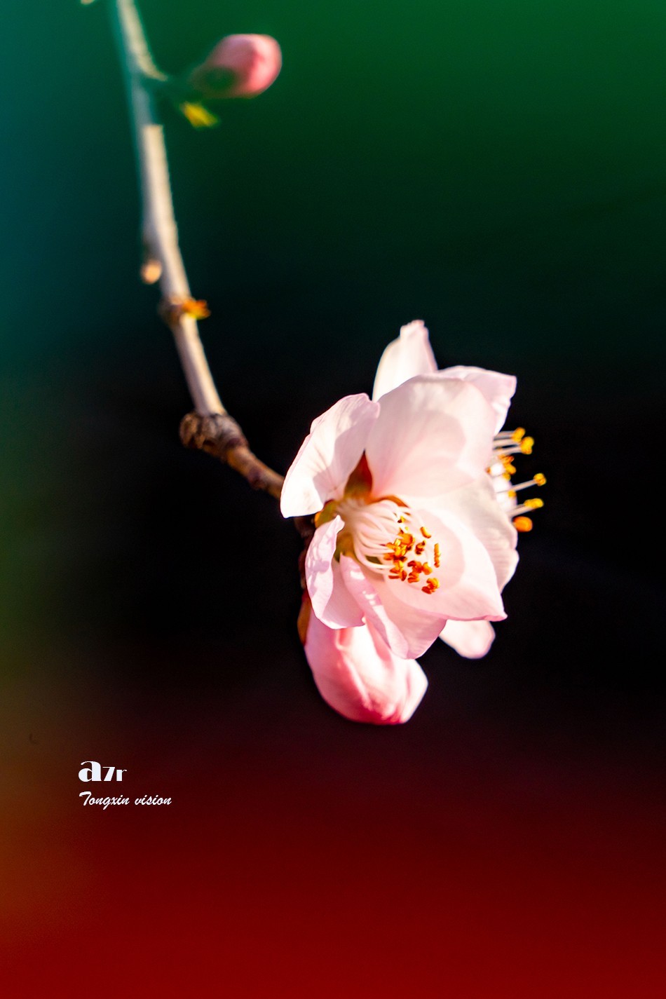 桃花笑迎春日归（9）