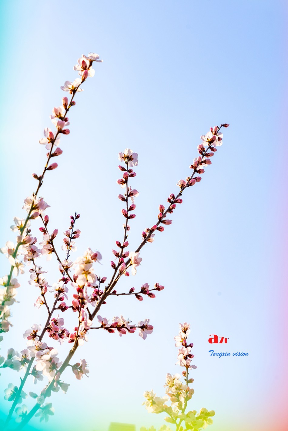 桃花笑迎春日归（9）