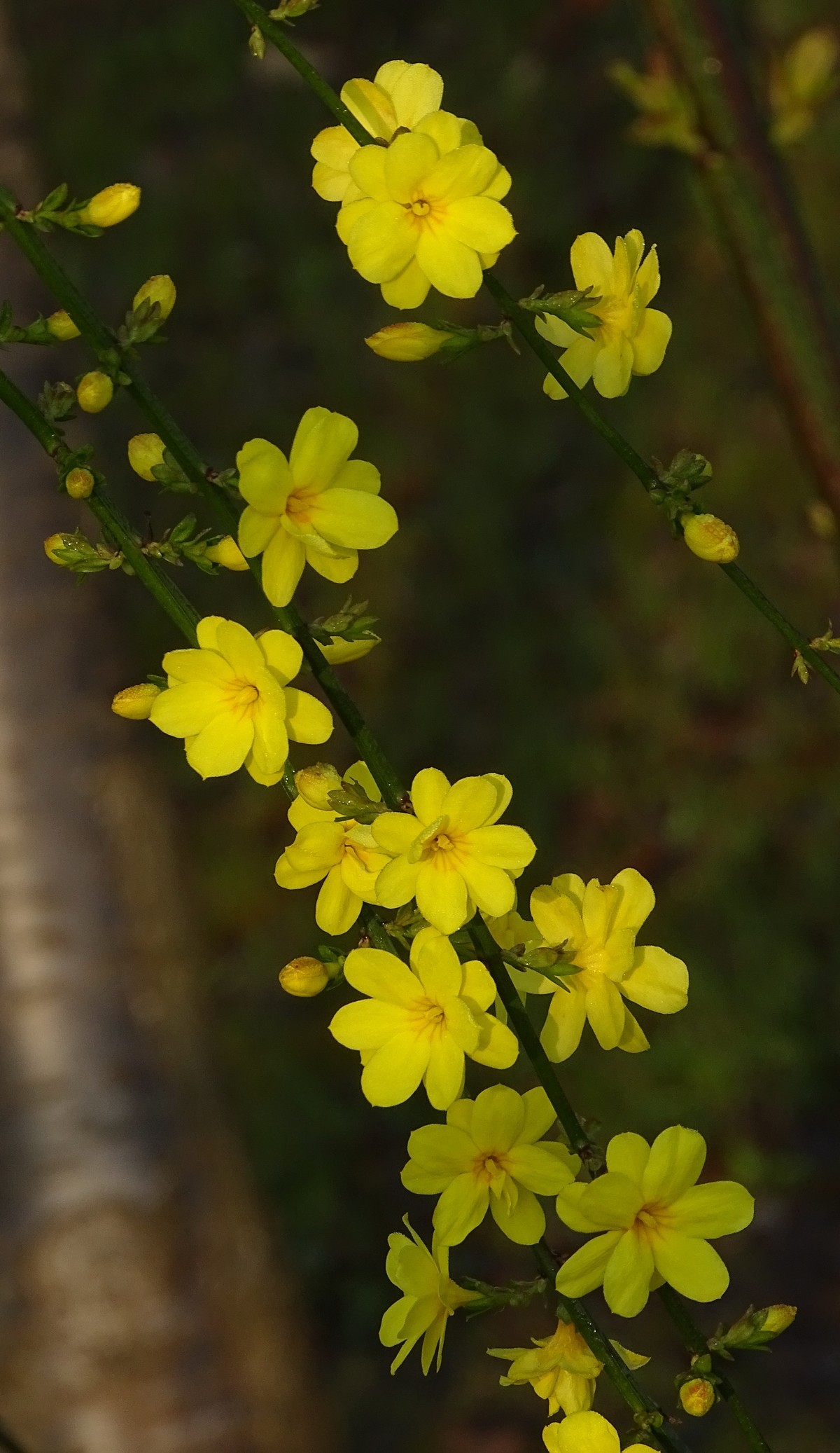 春花