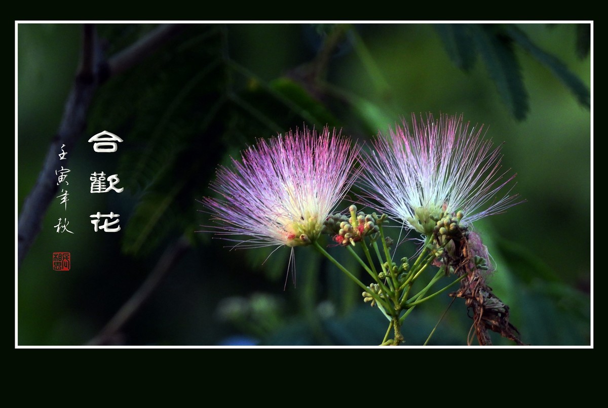 风吹枝头舞粉扇的合欢花