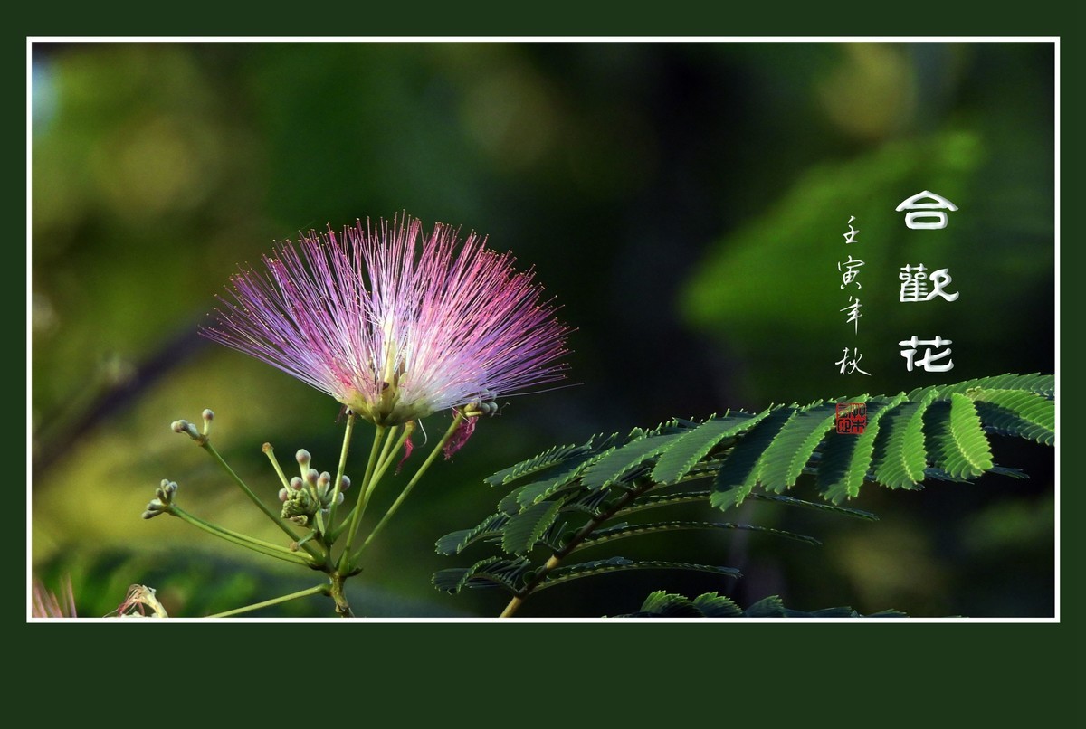 风吹枝头舞粉扇的合欢花
