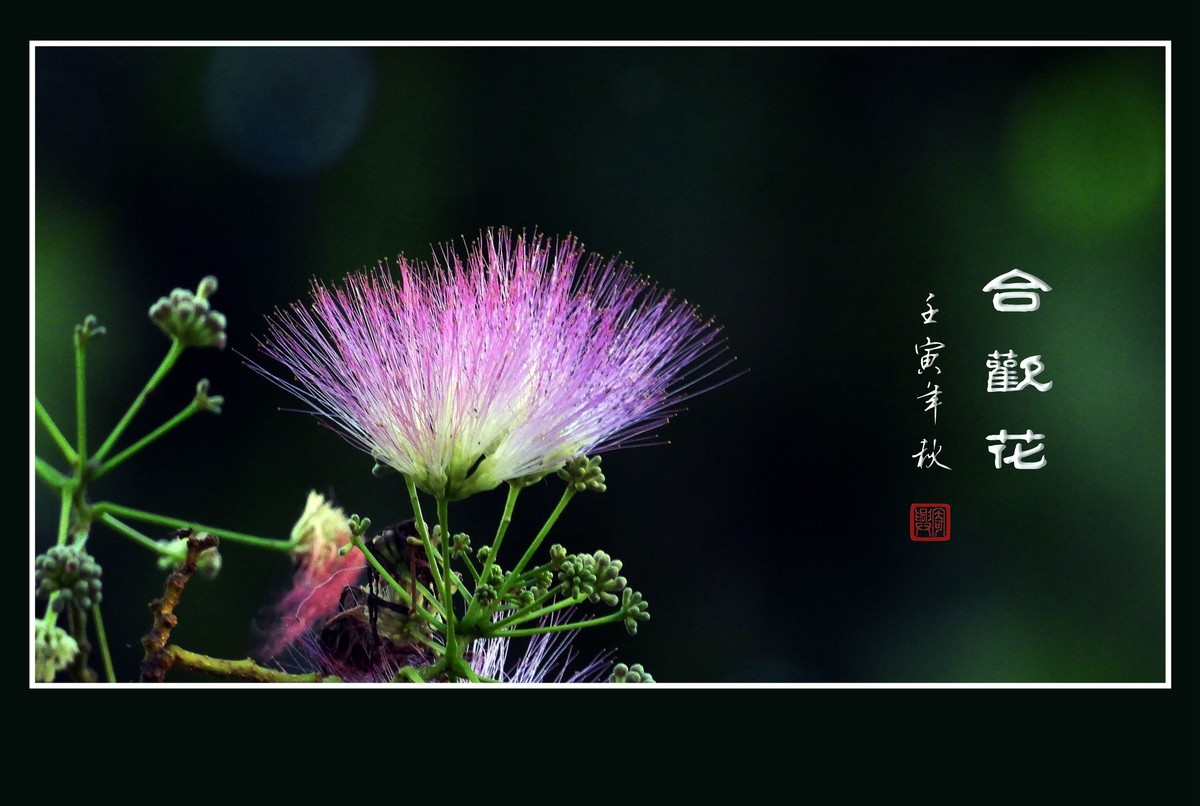 风吹枝头舞粉扇的合欢花