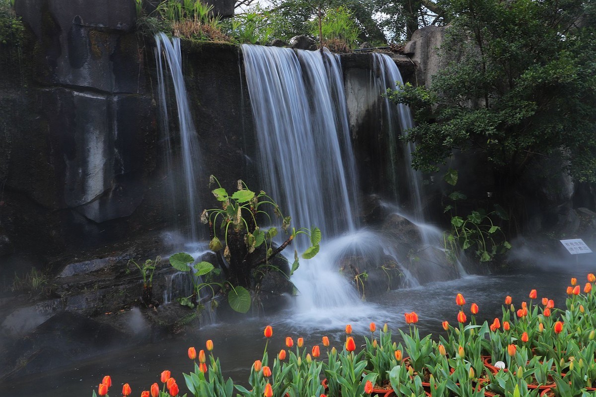 花开春光寻美景郁金香
