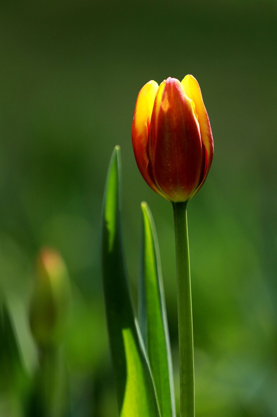 花开春光寻美景郁金香