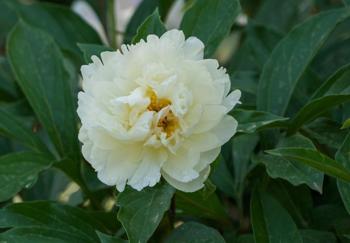 芍药花
