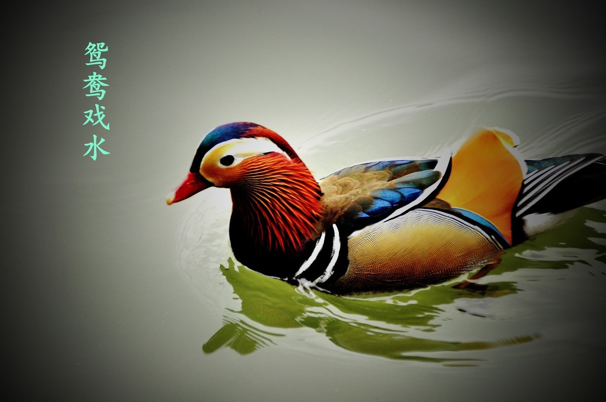 鸳鸯戏水