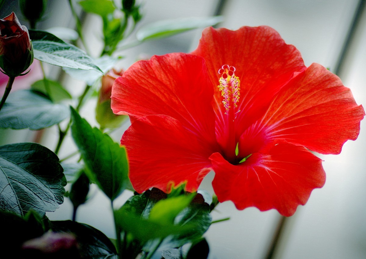 阳台上的花（3）--扶桑