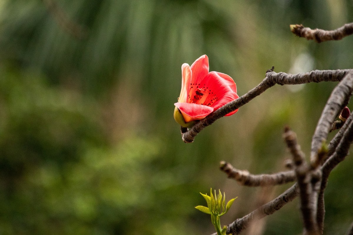 花枝招展（191）