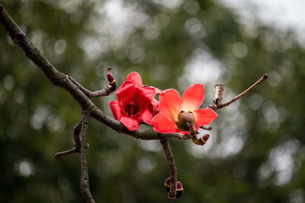 花枝招展（191）