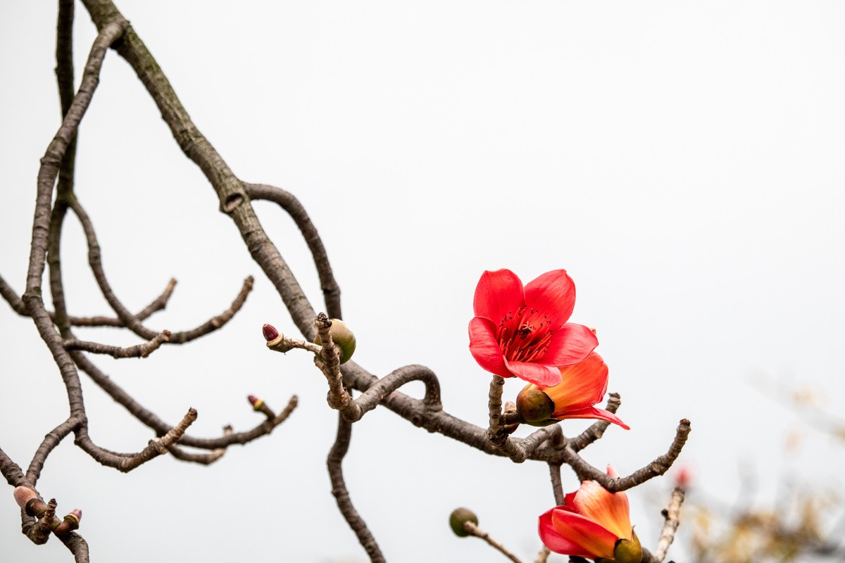 花枝招展（191）