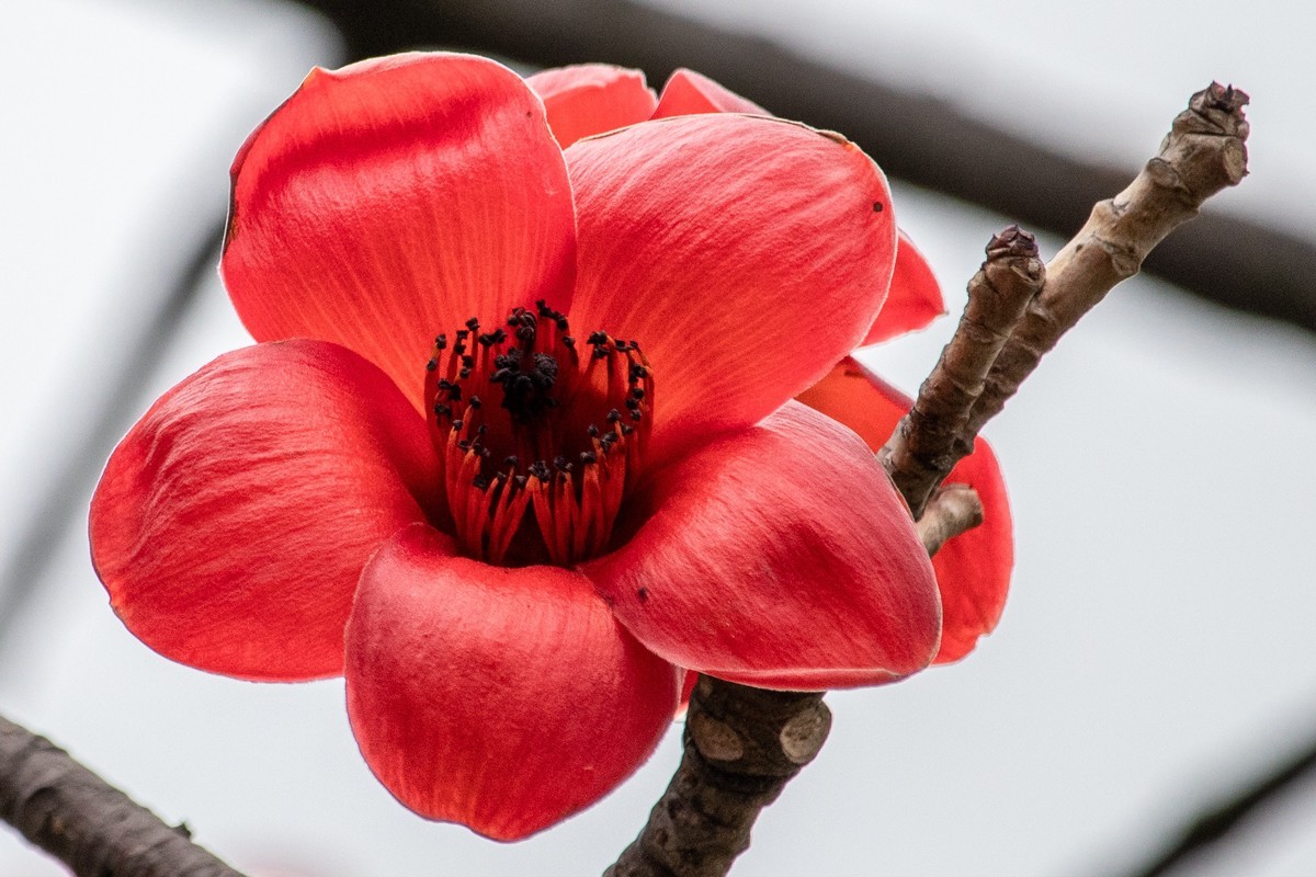 花枝招展（191）