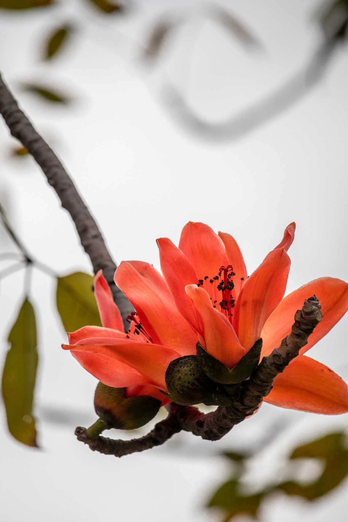 花枝招展（191）