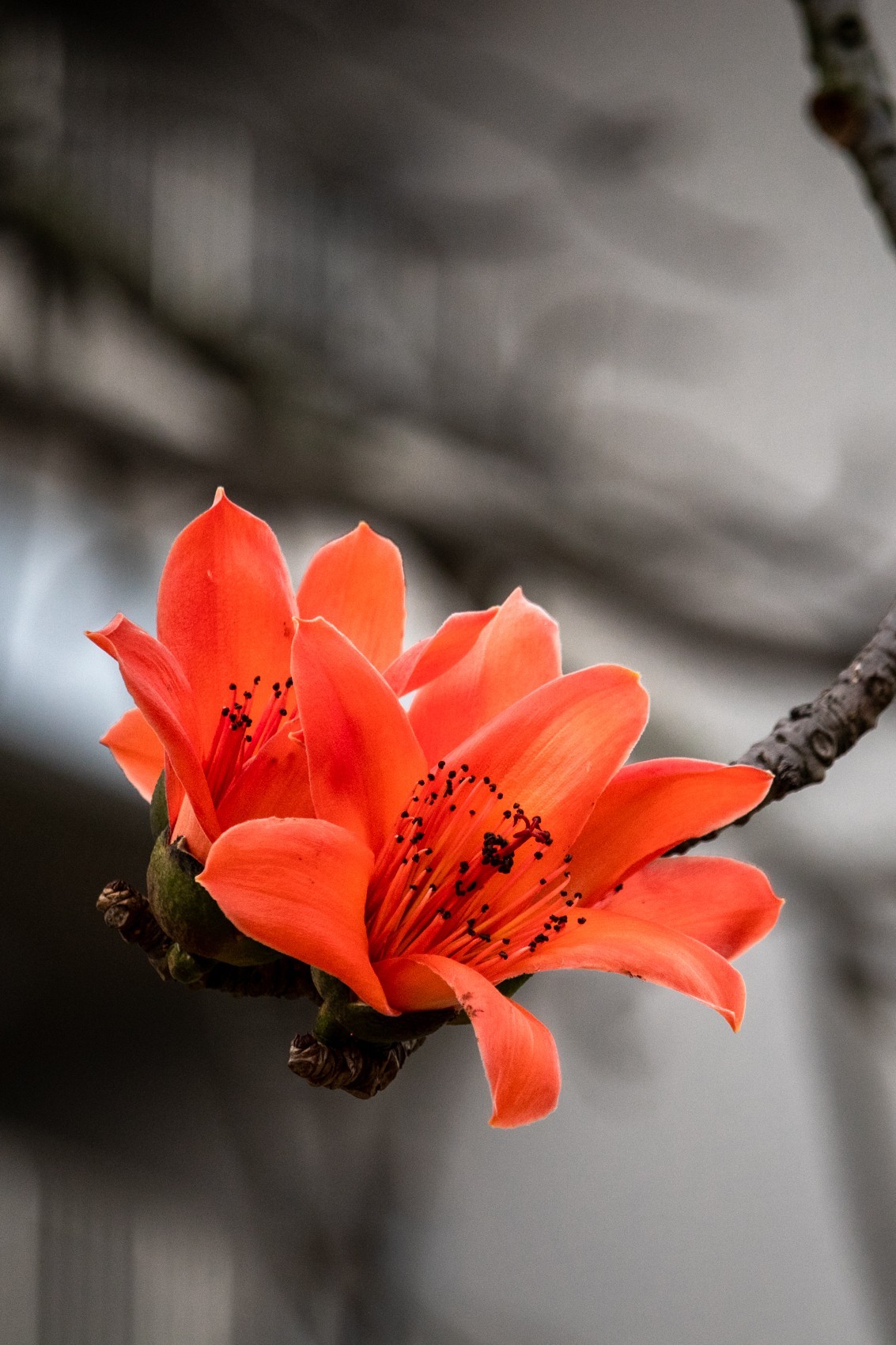 花枝招展（191）