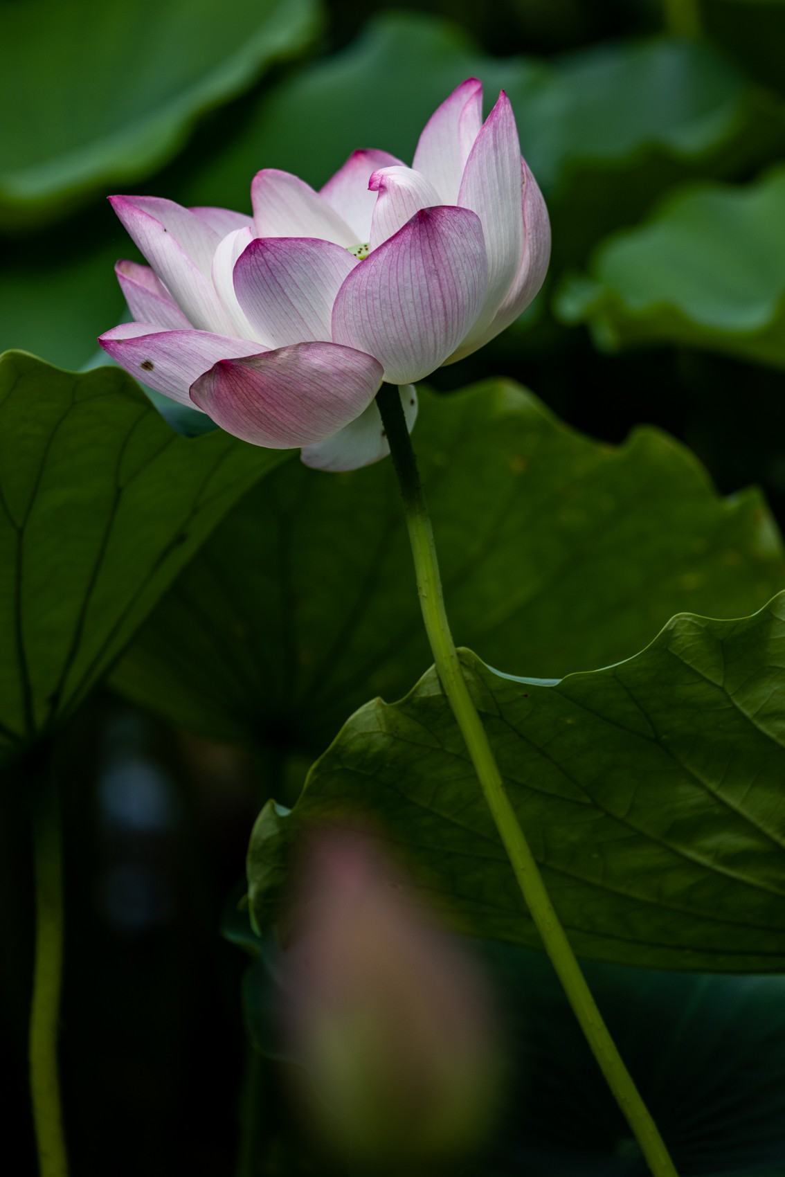 花枝招展（192）