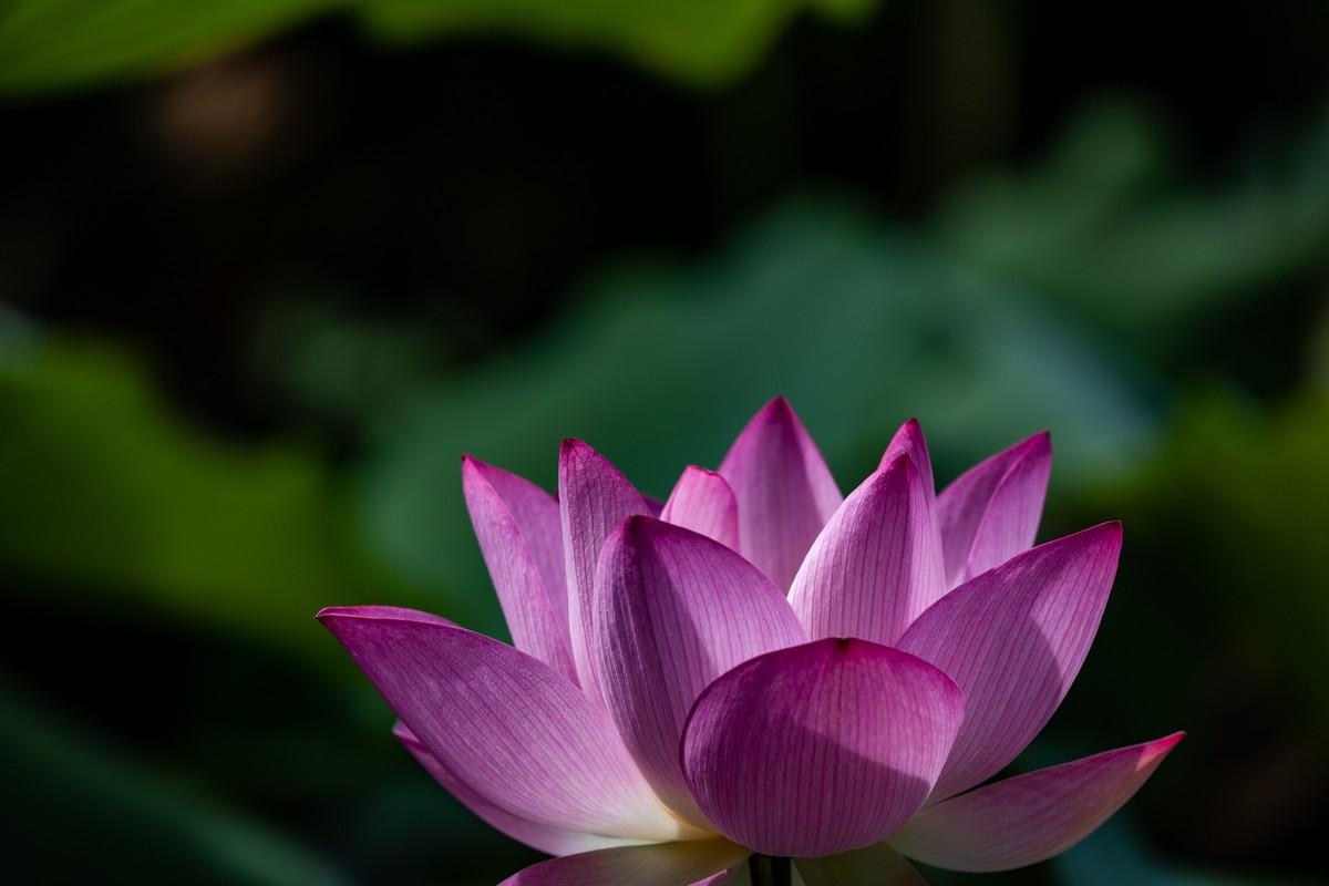 花枝招展（192）