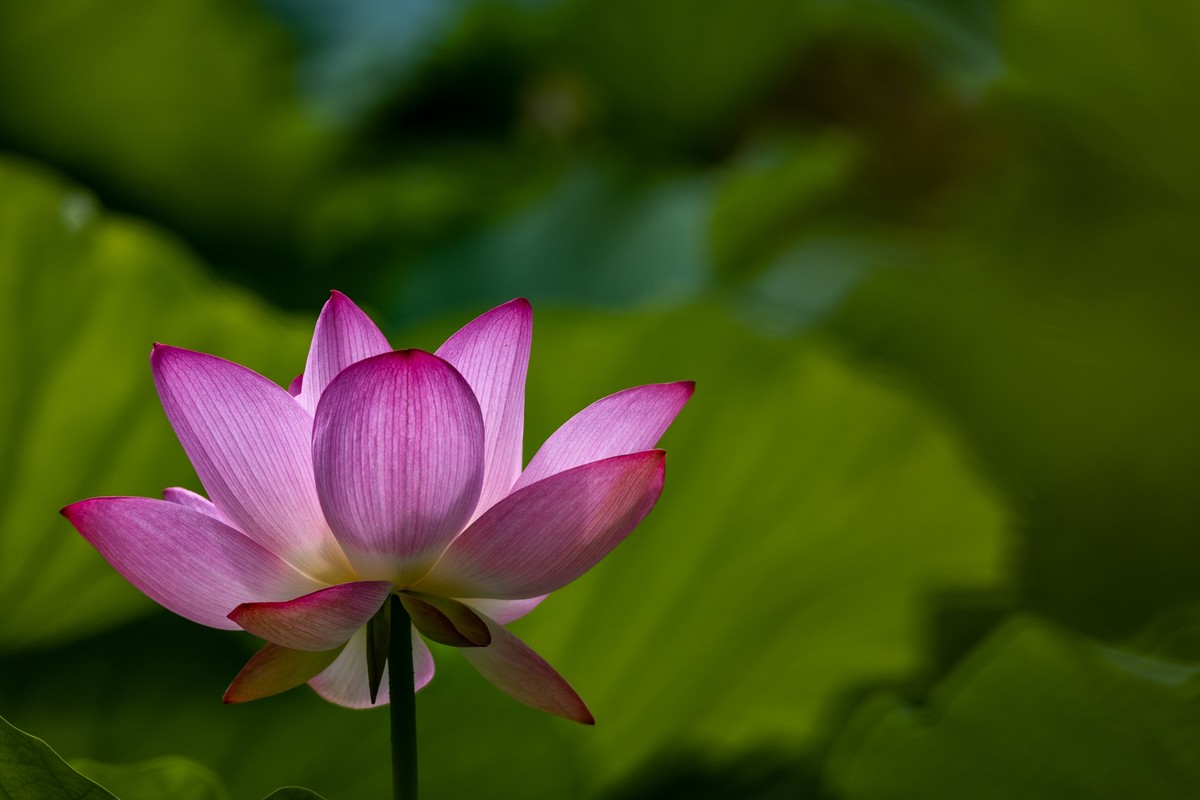 花枝招展（192）