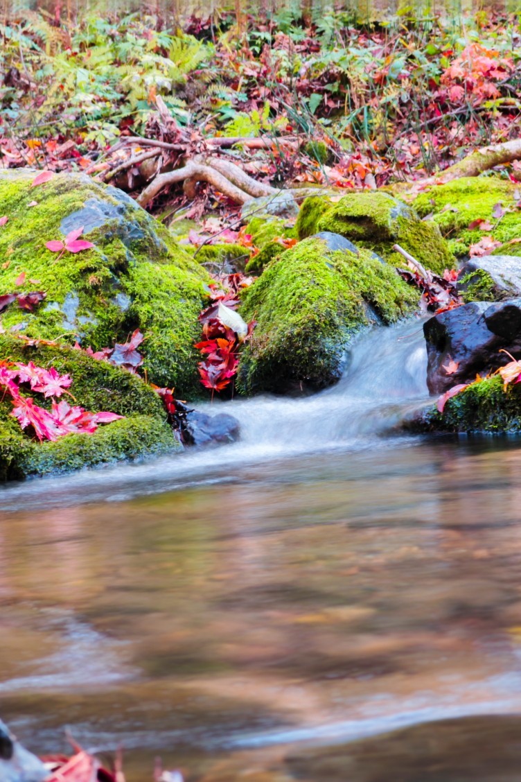 外出随拍（续196）.