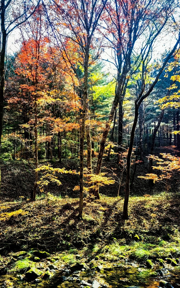 外出随拍（续196）.