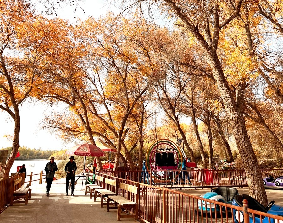 《不老松：纪实摄影》【山河锦绣】南疆游摄：金湖杨国家森林公园！ (8)